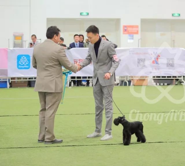 CKU赛事快报 | 3月2日潍坊FCI国际冠军展BIS获奖犬只-15.jpeg