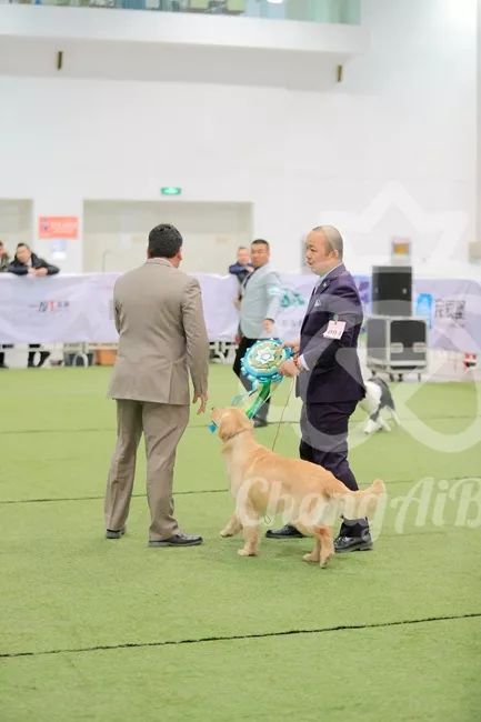 CKU赛事快报 | 3月2日潍坊FCI国际冠军展BIS获奖犬只-16.jpeg