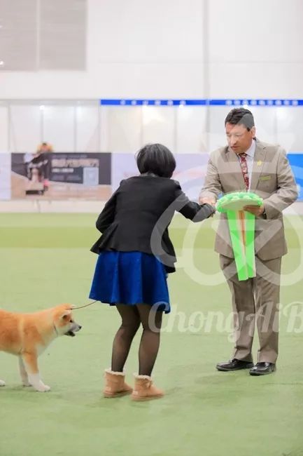 CKU赛事快报 | 3月2日潍坊FCI国际冠军展BIS获奖犬只-19.jpeg