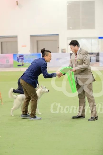 CKU赛事快报 | 3月2日潍坊FCI国际冠军展BIS获奖犬只-21.jpeg