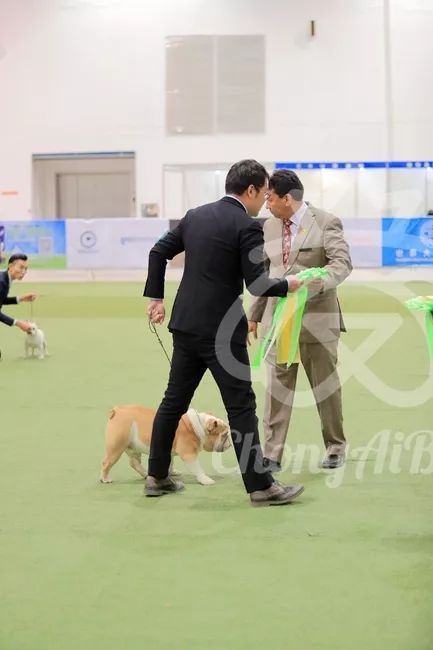 CKU赛事快报 | 3月2日潍坊FCI国际冠军展BIS获奖犬只-20.jpeg