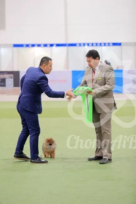 CKU赛事快报 | 3月2日潍坊FCI国际冠军展BIS获奖犬只-18.jpeg