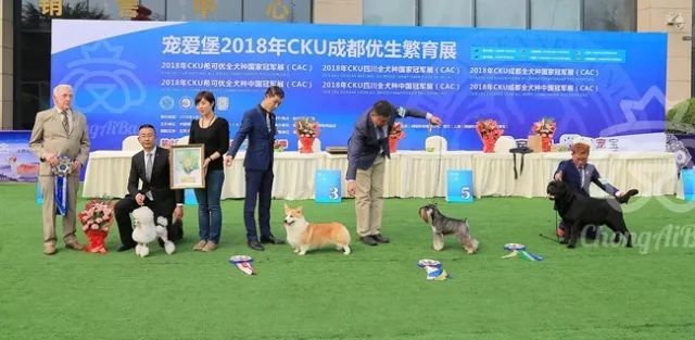 CKU赛事快报 | 3月2日成都中国冠军展BIS获奖犬只-2.jpeg