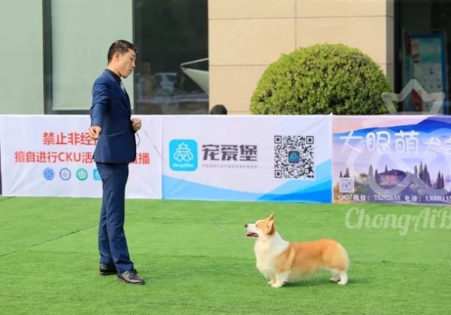 CKU赛事快报 | 3月2日成都中国冠军展BIS获奖犬只-4.jpeg