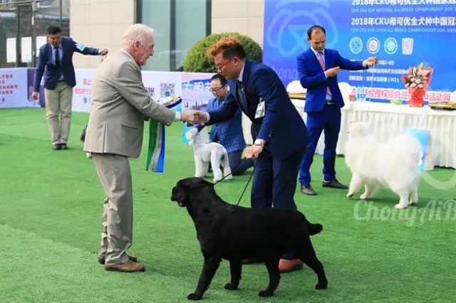 CKU赛事快报 | 3月2日成都中国冠军展BIS获奖犬只-6.jpeg