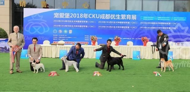 CKU赛事快报 | 3月2日成都中国冠军展BIS获奖犬只-7.jpeg