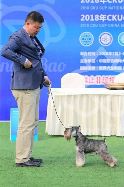 CKU赛事快报 | 3月2日成都中国冠军展BIS获奖犬只-5.jpeg