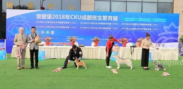 CKU赛事快报 | 3月2日成都中国冠军展BIS获奖犬只-17.jpeg
