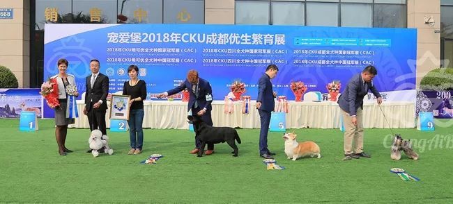 CKU赛事快报 | 3月2日成都国家冠军展BIS获奖犬只-2.jpeg
