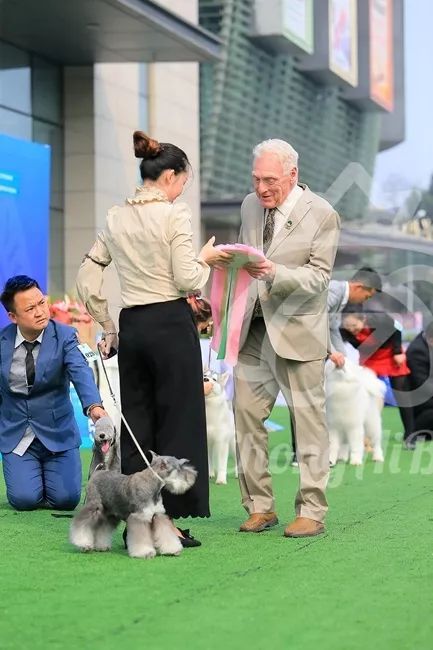 CKU赛事快报 | 3月2日成都中国冠军展BIS获奖犬只-21.jpeg