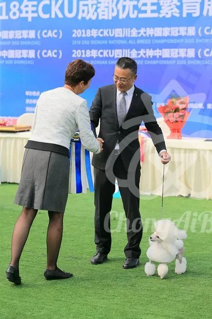CKU赛事快报 | 3月2日成都国家冠军展BIS获奖犬只-3.jpeg