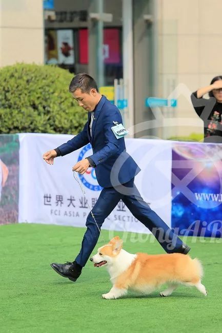 CKU赛事快报 | 3月2日成都国家冠军展BIS获奖犬只-5.jpeg