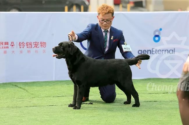 CKU赛事快报 | 3月2日成都国家冠军展BIS获奖犬只-4.jpeg