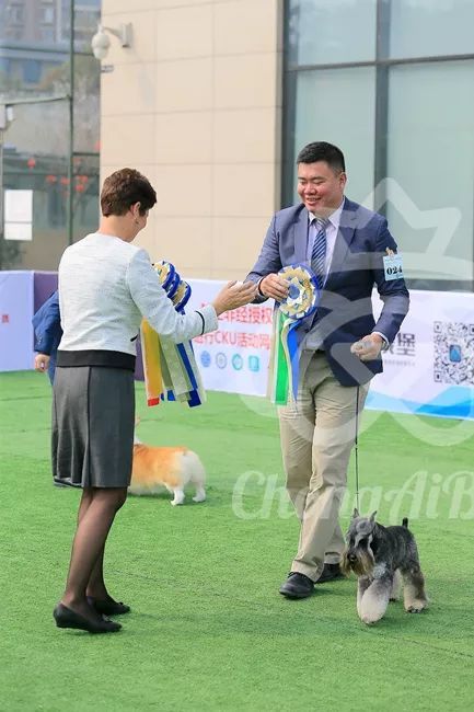 CKU赛事快报 | 3月2日成都国家冠军展BIS获奖犬只-6.jpeg