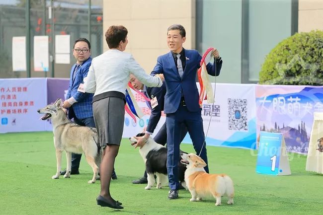 CKU赛事快报 | 3月2日成都国家冠军展BIS获奖犬只-9.jpeg