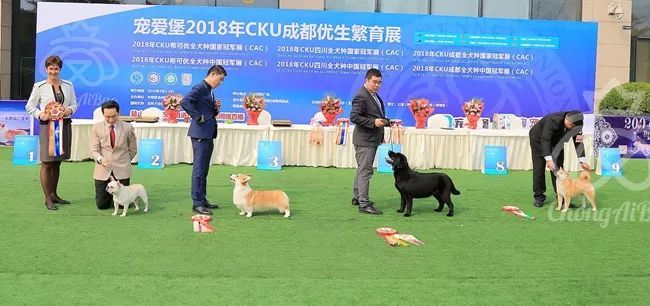CKU赛事快报 | 3月2日成都国家冠军展BIS获奖犬只-7.jpeg