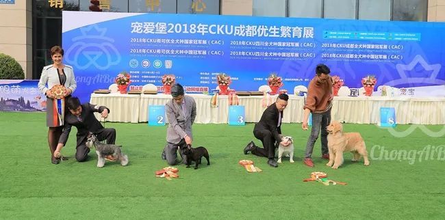 CKU赛事快报 | 3月2日成都国家冠军展BIS获奖犬只-12.jpeg