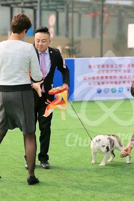 CKU赛事快报 | 3月2日成都国家冠军展BIS获奖犬只-15.jpeg