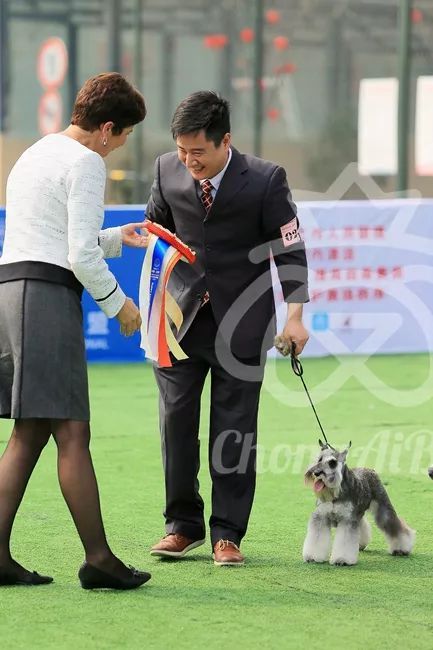 CKU赛事快报 | 3月2日成都国家冠军展BIS获奖犬只-13.jpeg