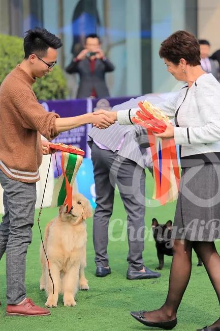 CKU赛事快报 | 3月2日成都国家冠军展BIS获奖犬只-16.jpeg