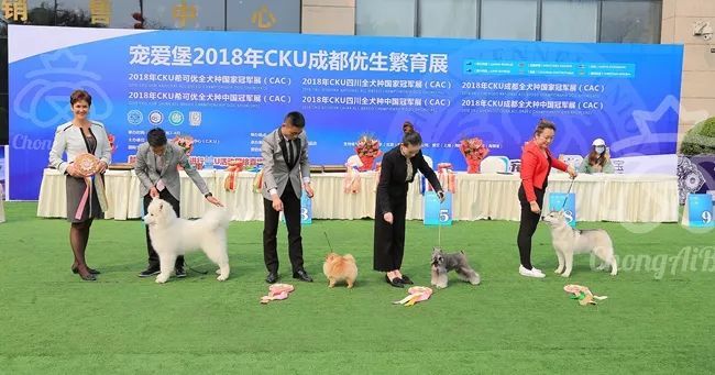 CKU赛事快报 | 3月2日成都国家冠军展BIS获奖犬只-17.jpeg