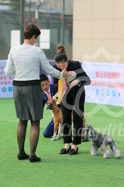 CKU赛事快报 | 3月2日成都国家冠军展BIS获奖犬只-20.jpeg