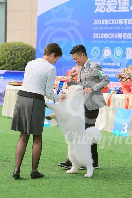 CKU赛事快报 | 3月2日成都国家冠军展BIS获奖犬只-18.jpeg