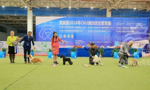 CKU赛事快报 | 3月2日潍坊中国冠军展BIS获奖犬只-2.jpeg