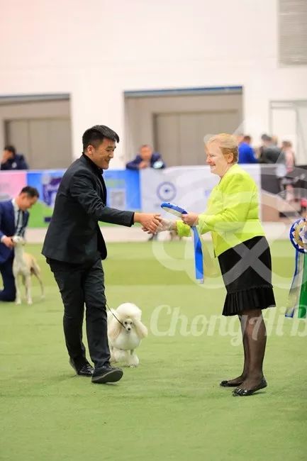 CKU赛事快报 | 3月2日潍坊中国冠军展BIS获奖犬只-5.jpeg