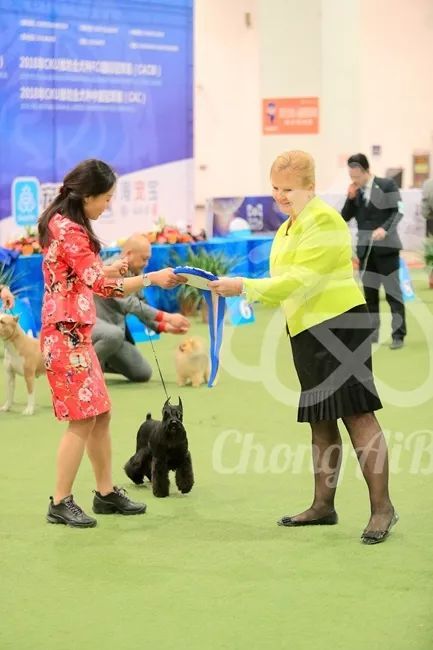 CKU赛事快报 | 3月2日潍坊中国冠军展BIS获奖犬只-4.jpeg