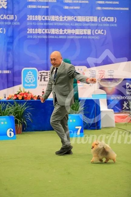 CKU赛事快报 | 3月2日潍坊中国冠军展BIS获奖犬只-6.jpeg