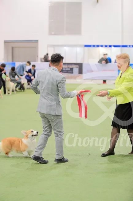 CKU赛事快报 | 3月2日潍坊中国冠军展BIS获奖犬只-8.jpeg