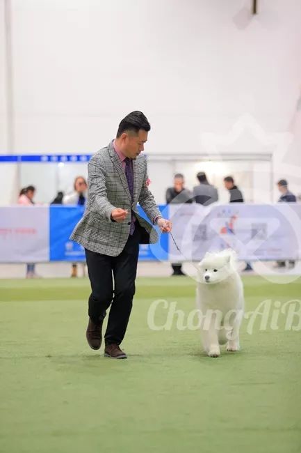 CKU赛事快报 | 3月2日潍坊中国冠军展BIS获奖犬只-9.jpeg