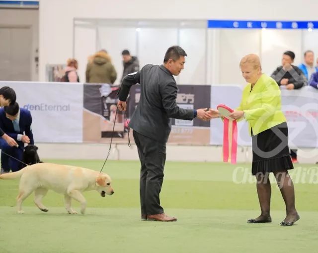 CKU赛事快报 | 3月2日潍坊中国冠军展BIS获奖犬只-10.jpeg