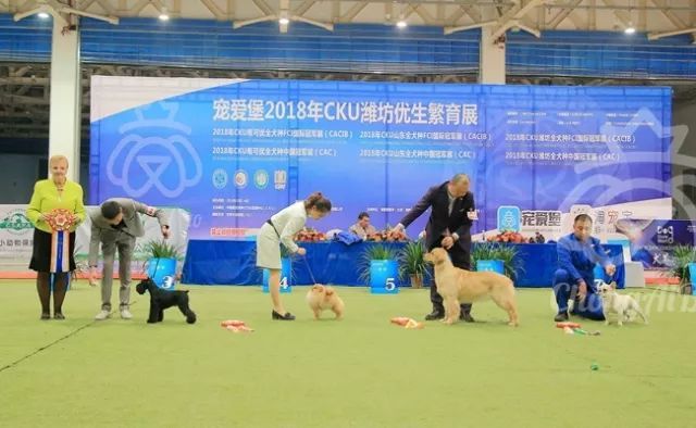 CKU赛事快报 | 3月2日潍坊中国冠军展BIS获奖犬只-12.jpeg