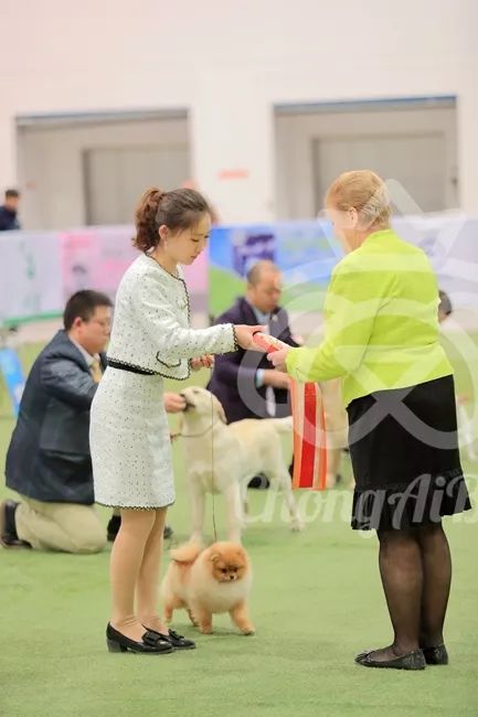 CKU赛事快报 | 3月2日潍坊中国冠军展BIS获奖犬只-14.jpeg