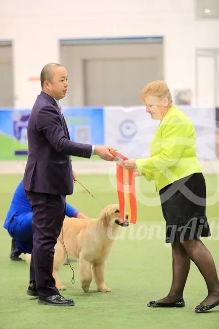 CKU赛事快报 | 3月2日潍坊中国冠军展BIS获奖犬只-15.jpeg
