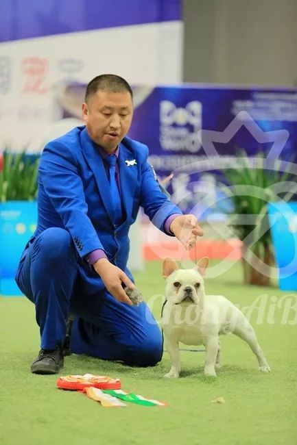CKU赛事快报 | 3月2日潍坊中国冠军展BIS获奖犬只-16.jpeg