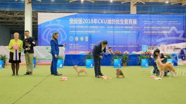 CKU赛事快报 | 3月2日潍坊中国冠军展BIS获奖犬只-17.jpeg