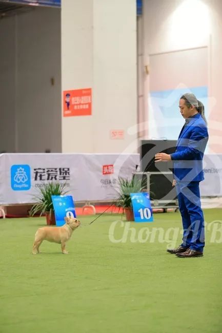 CKU赛事快报 | 3月2日潍坊中国冠军展BIS获奖犬只-19.jpeg
