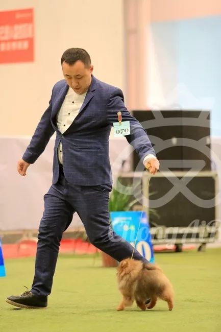 CKU赛事快报 | 3月2日潍坊中国冠军展BIS获奖犬只-20.jpeg