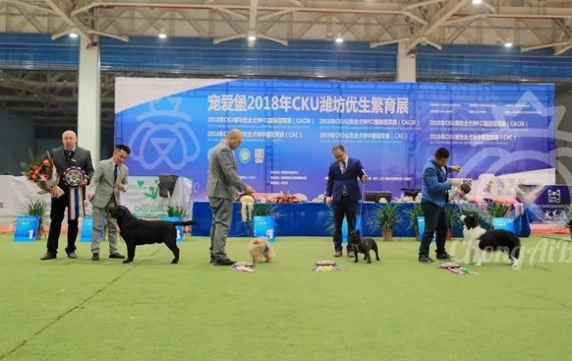 CKU赛事快报 | 3月3日潍坊国际冠军展BIS获奖犬只-2.jpeg