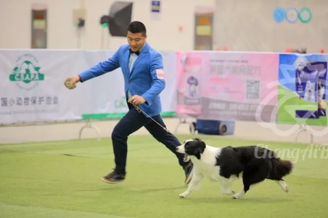 CKU赛事快报 | 3月3日潍坊国际冠军展BIS获奖犬只-6.jpeg