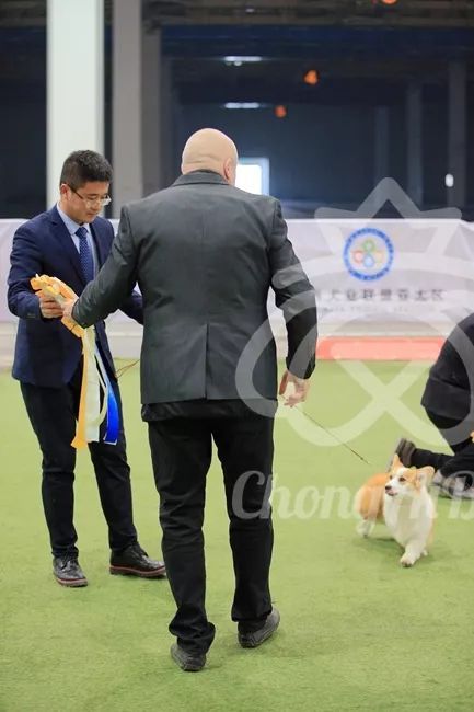 CKU赛事快报 | 3月3日潍坊国际冠军展BIS获奖犬只-8.jpeg