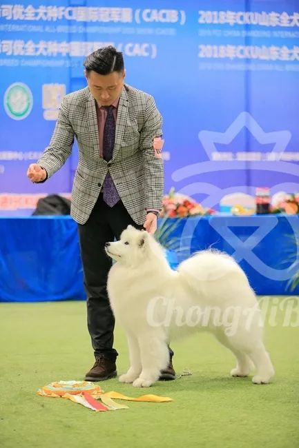 CKU赛事快报 | 3月3日潍坊国际冠军展BIS获奖犬只-9.jpeg