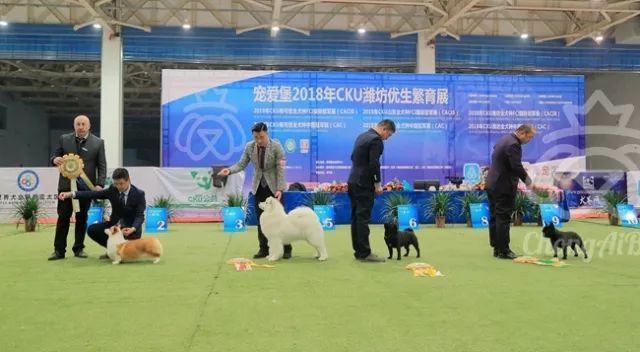 CKU赛事快报 | 3月3日潍坊国际冠军展BIS获奖犬只-7.jpeg