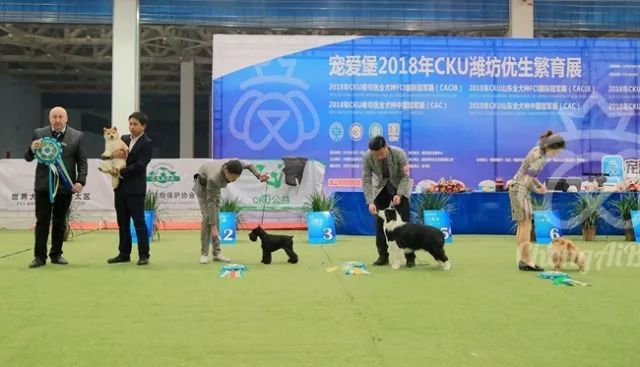 CKU赛事快报 | 3月3日潍坊国际冠军展BIS获奖犬只-12.jpeg