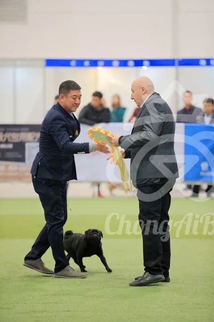 CKU赛事快报 | 3月3日潍坊国际冠军展BIS获奖犬只-10.jpeg
