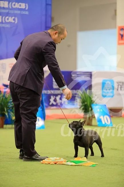 CKU赛事快报 | 3月3日潍坊国际冠军展BIS获奖犬只-11.jpeg