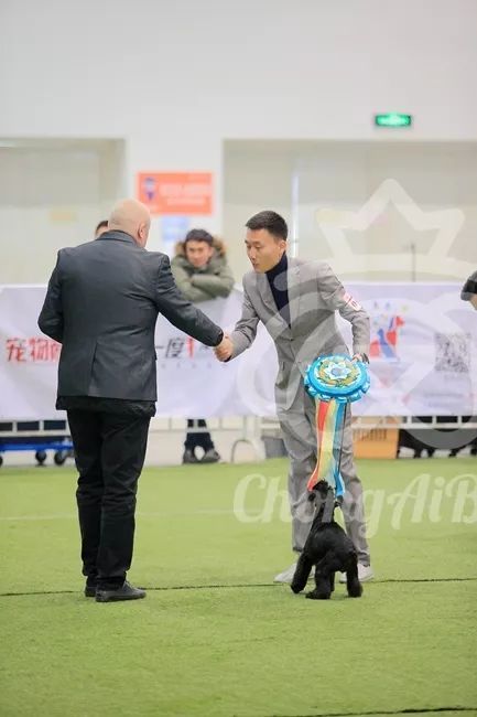 CKU赛事快报 | 3月3日潍坊国际冠军展BIS获奖犬只-14.jpeg